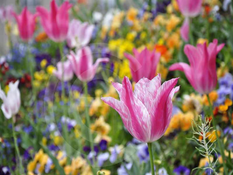 Giardini/790_jardin de reuilly - Paris.jpg